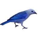 bird blue