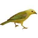 bird yellow