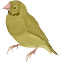 bird yellow 2