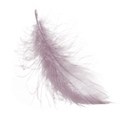 pinkfeather