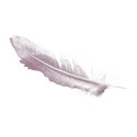 pinkfeather2