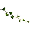 ivy branch