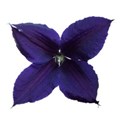 Clematis 3