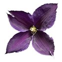 Clematis 5