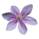 Clematis 6