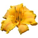 Hemerocallis 2