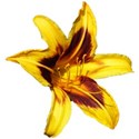 Hemerocallis 3