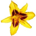 Hemerocallis 5