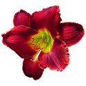 Hemerocallis 7