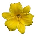 Hemerocallis 8