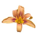 Hemerocallis 10