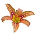 Hemerocallis 9