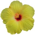 Hibiscus 1