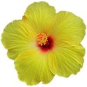 Hibiscus 4b