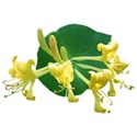 Honeysuckle yellow