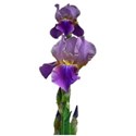 Iris mauve 3