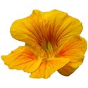 Nasturtium 3