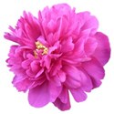 Peony 2