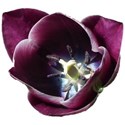 Tulip mauve