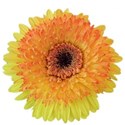 Gerbera