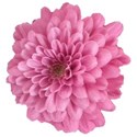 Chrysanthemum