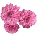 Chrysanthemum 2