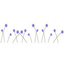 border flower periwinkle