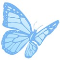 butterfly 1