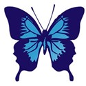 butterfly 3