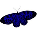 butterfly 2