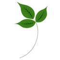 leaf 1