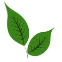 leaf 3