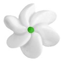 white flower 1