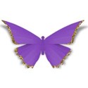 butterfly2sh