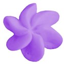 flower purple