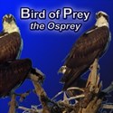 Osprey cover copy