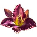 Hemerocallis 11