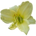 Hemerocallis 13