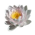 White water lily 1