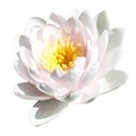 White water lily 2