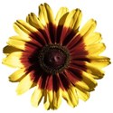 Gloriosa Daisy