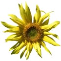 Sunflower aa