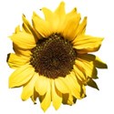 Sunflower cc