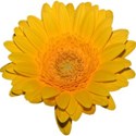 cwong_cu_daisy_5