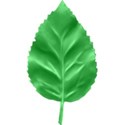 Leaf