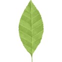 Leaf 01