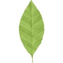 Leaf 01