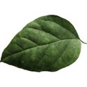 KIT_BeNBeW_leaf2