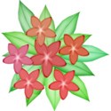 frangipani