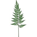 fern
